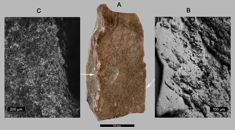 Illustration for article titled Remarkable Discovery Could Push Back Human Agriculture by 11,000 Years
